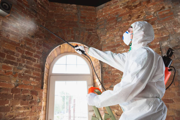 Best Environmental Consulting for Mold Prevention  in Jensen Beach, FL